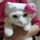 Image for article titled Japan's Hello Kitty Cat Humiliation System